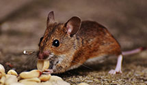 24 Hour & Emergency Exterminators in State Line, PA